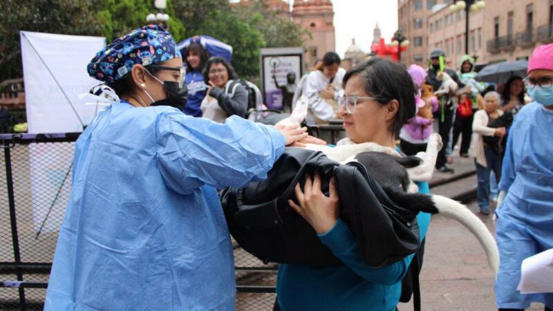 REALIZAN MEGAJORNADA DE ESTERILIZACIONES GRATUITAS EN SLP