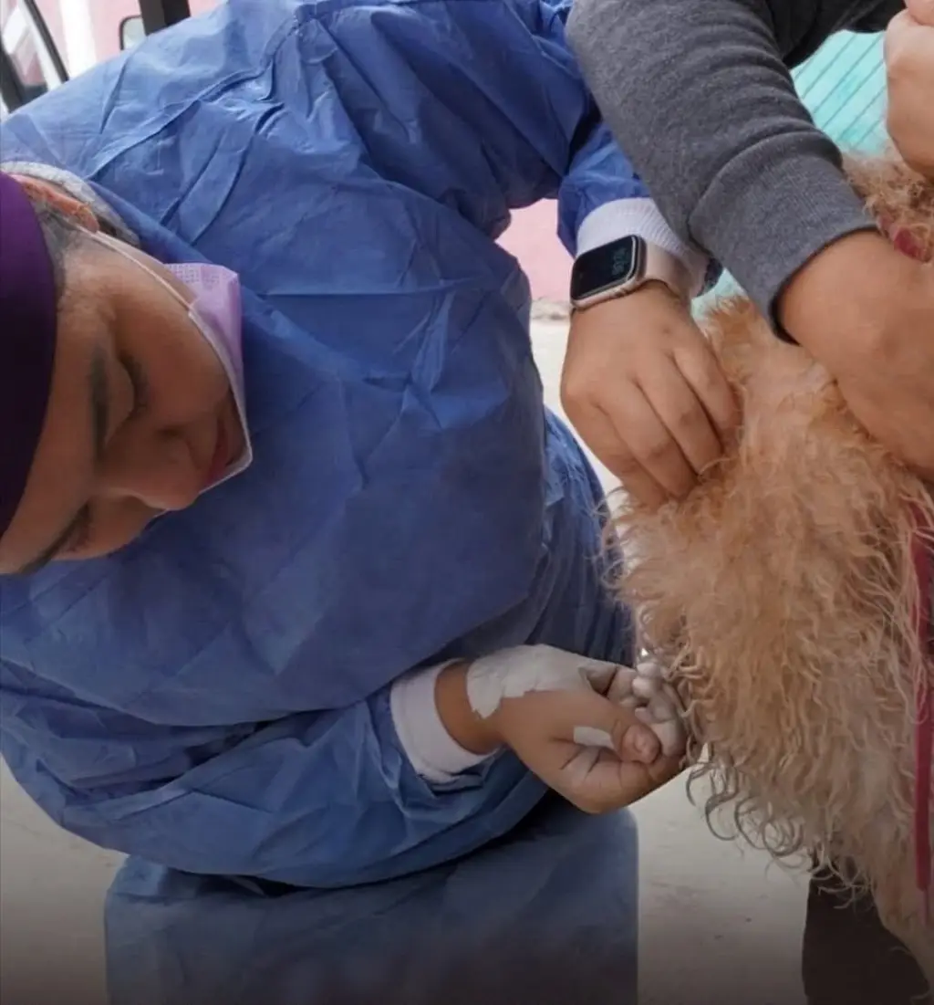 Gobierno de la Capital fortalece las Jornadas de Salud Animal con más de 380 acciones en dos colonias