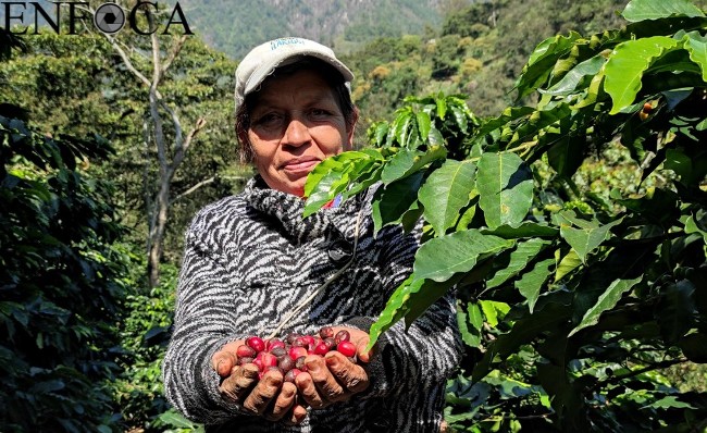 AVANZA EN COMISIONES INICIATIVA PARA DECLARAR EL 31 DE JULIO COMO EL «DÍA DE LAS Y LOS CAFETICULTORES POTOSINOS