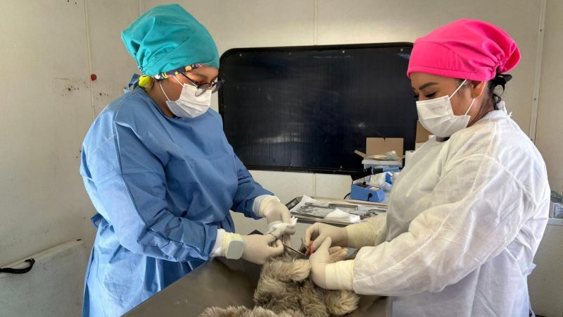 25 mil cirugías y 243 mil vacunas: el estado cuida a tus mascotas