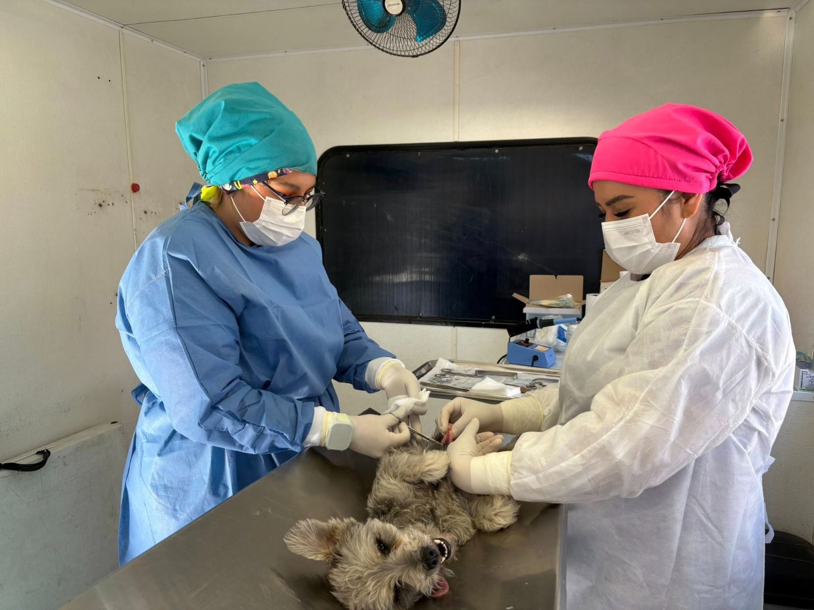 25 mil cirugías y 243 mil vacunas: el estado cuida a tus mascotas