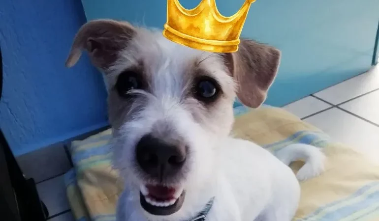 Perros y gatos vacían tus bolsillos: El fenómeno económico de la «paternidad de mascotas» en América Latina