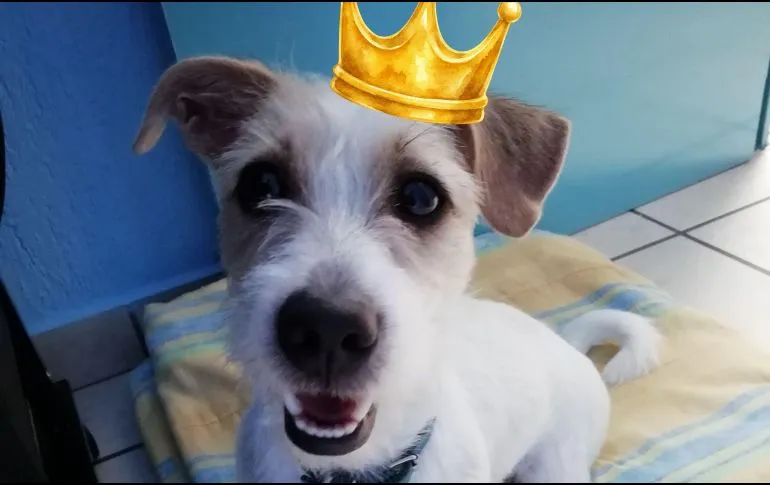 Perros y gatos vacían tus bolsillos: El fenómeno económico de la «paternidad de mascotas» en América Latina