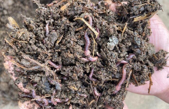 Facultad de Agronomía y Veterinaria de la UASLP promueve el uso de lombricomposta para fortalecer la producción sustentable
