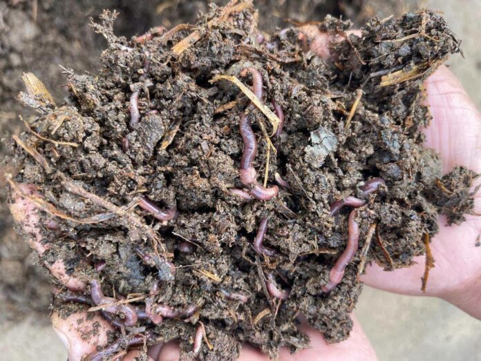 Facultad de Agronomía y Veterinaria de la UASLP promueve el uso de lombricomposta para fortalecer la producción sustentable