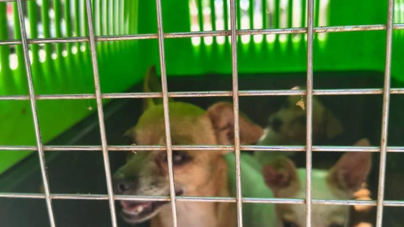RESCATAN A TRES PERRITOS EN PRESUNTAS CONDICIONES DE MALTRATO EN LA COLONIA ARBOLITOS