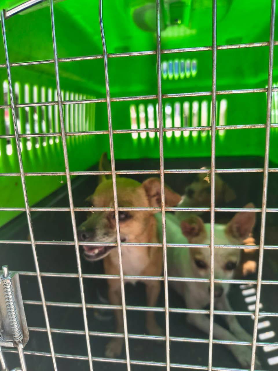 RESCATAN A TRES PERRITOS EN PRESUNTAS CONDICIONES DE MALTRATO EN LA COLONIA ARBOLITOS