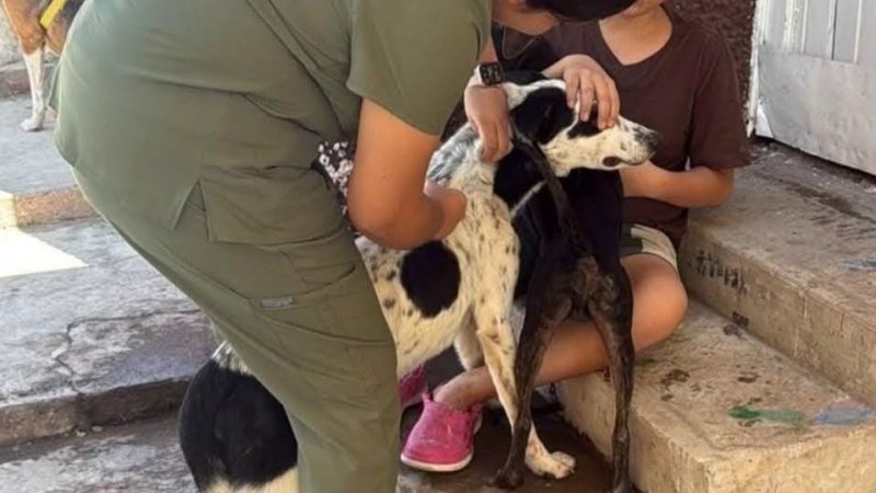Gobierno de la Capital lleva jornada de Bienestar Animal a la colonia Retornos