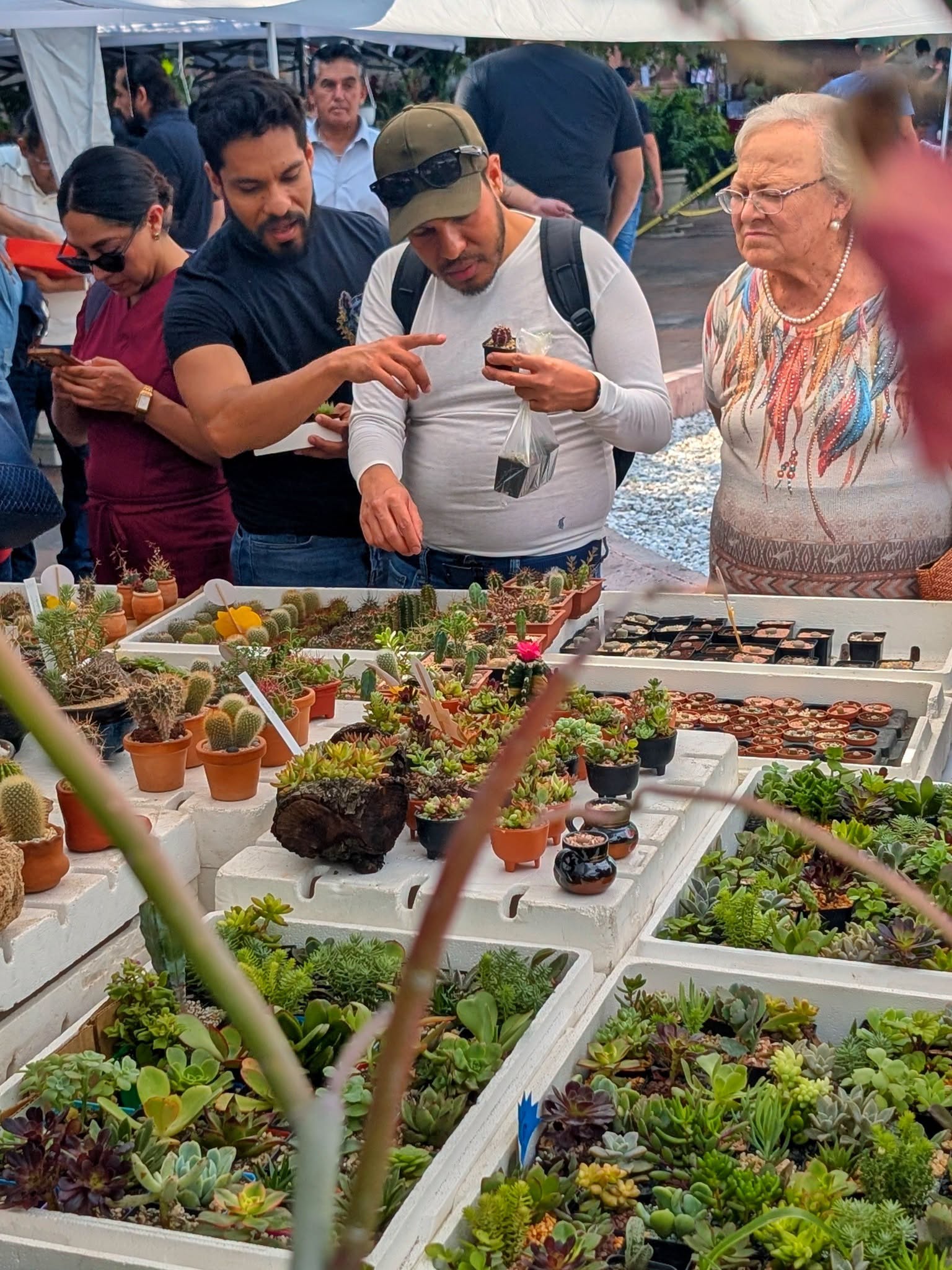 INVITAN AL 3er FESTIVAL DE LAS CACTÁCEAS EN EL MUSEO DEL FERROCARRIL