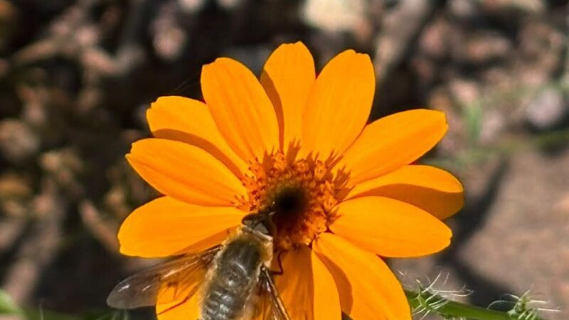 EGRESADO DE LA USLP IDENTIFICA ESPECIES ENDÉMICAS DE CEMPASÚCHIL EN TERRITORIO POTOSINO