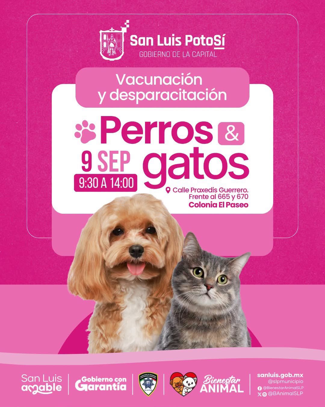 Más acciones del Gobierno de la Capital para fomentar la protección y salud animal