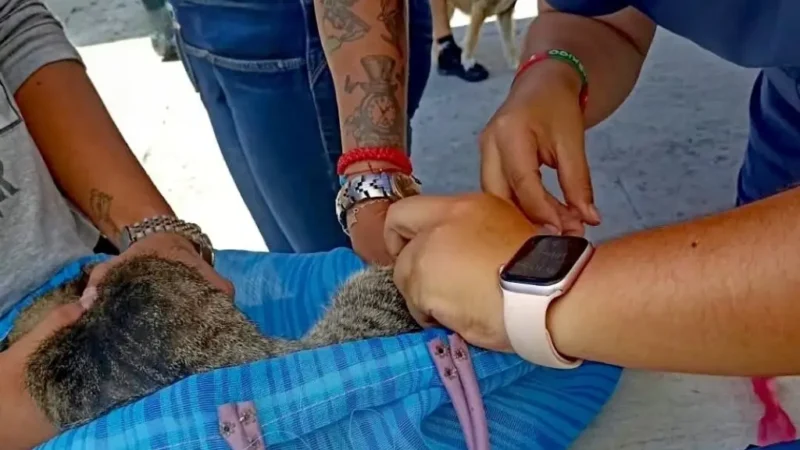 Responde ciudadanía a campañas del Gobierno Municipal a favor del bienestar animal