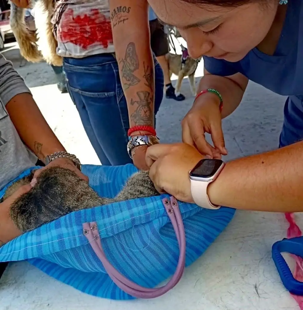 Responde ciudadanía a campañas del Gobierno Municipal a favor del bienestar animal