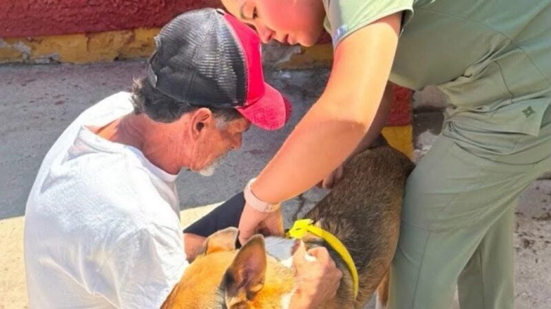 Gobierno Municipal vacuna y desparasita 170 perros y gatos jornadas de Bienestar Animal