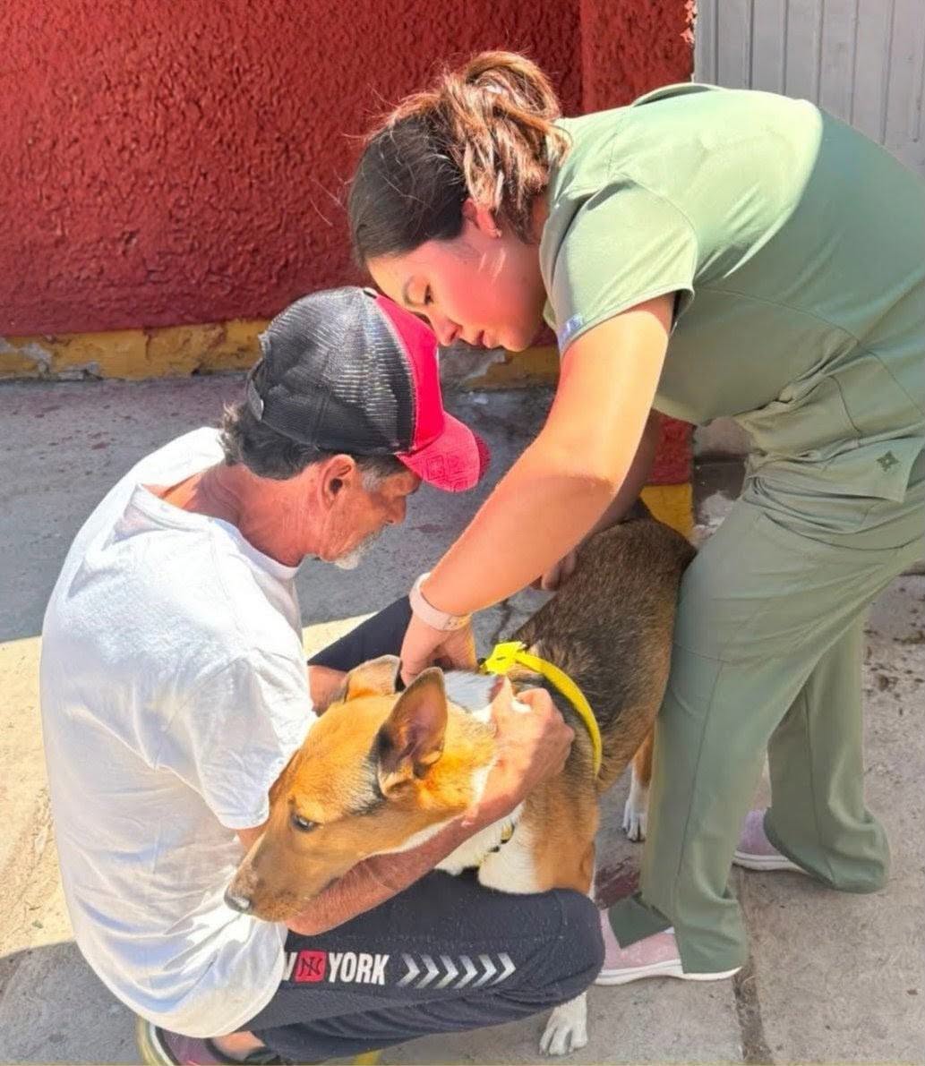 Gobierno Municipal vacuna y desparasita 170 perros y gatos jornadas de Bienestar Animal