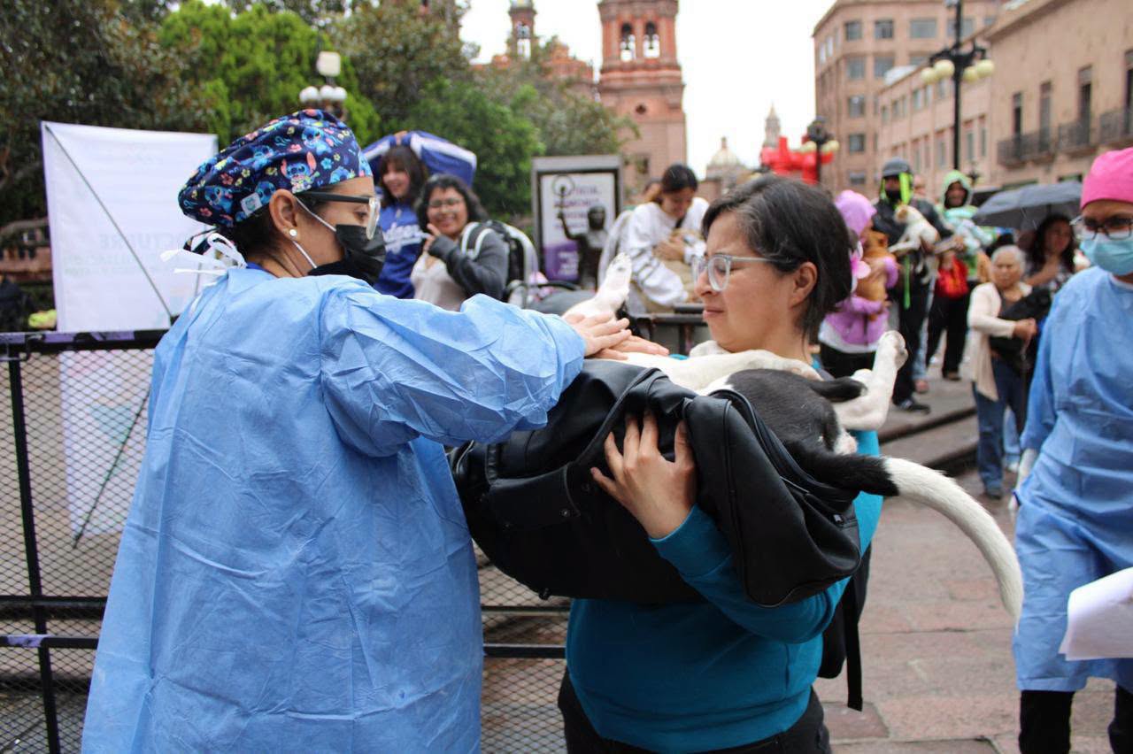 REALIZAN MEGAJORNADA DE ESTERILIZACIONES GRATUITAS EN SLP