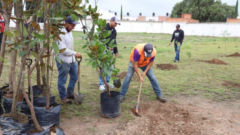 Gobierno Municipal suma 100 árboles a las áreas verdes de San Luis Capital