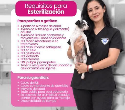 Gobierno de la Capital ofrece esterilizaciones mediante el Centro Integral para el Bienestar Animal