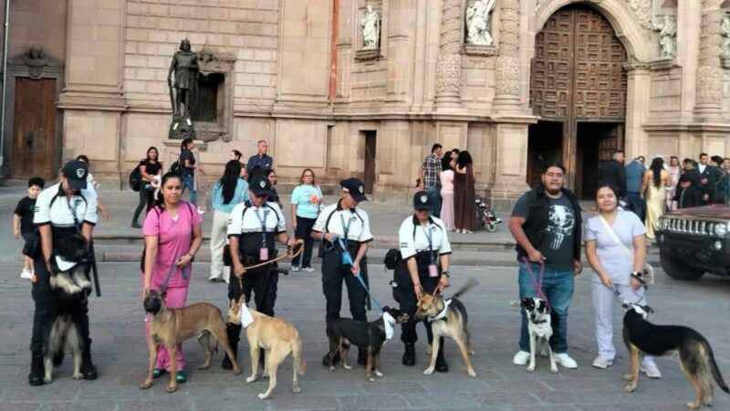 GOBIERNO DE LA CAPITAL IMPULSA MÁS ACCIONES A FAVOR DE PERROS Y GATOS