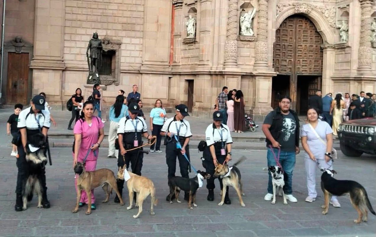 GOBIERNO DE LA CAPITAL IMPULSA MÁS ACCIONES A FAVOR DE PERROS Y GATOS