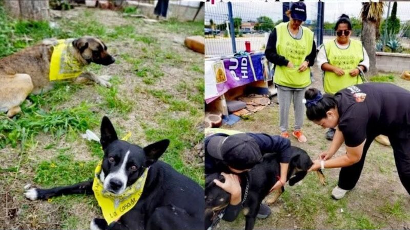 Gobierno municipla brinda más de 170 atenciones Bienestar Animal en una semana
