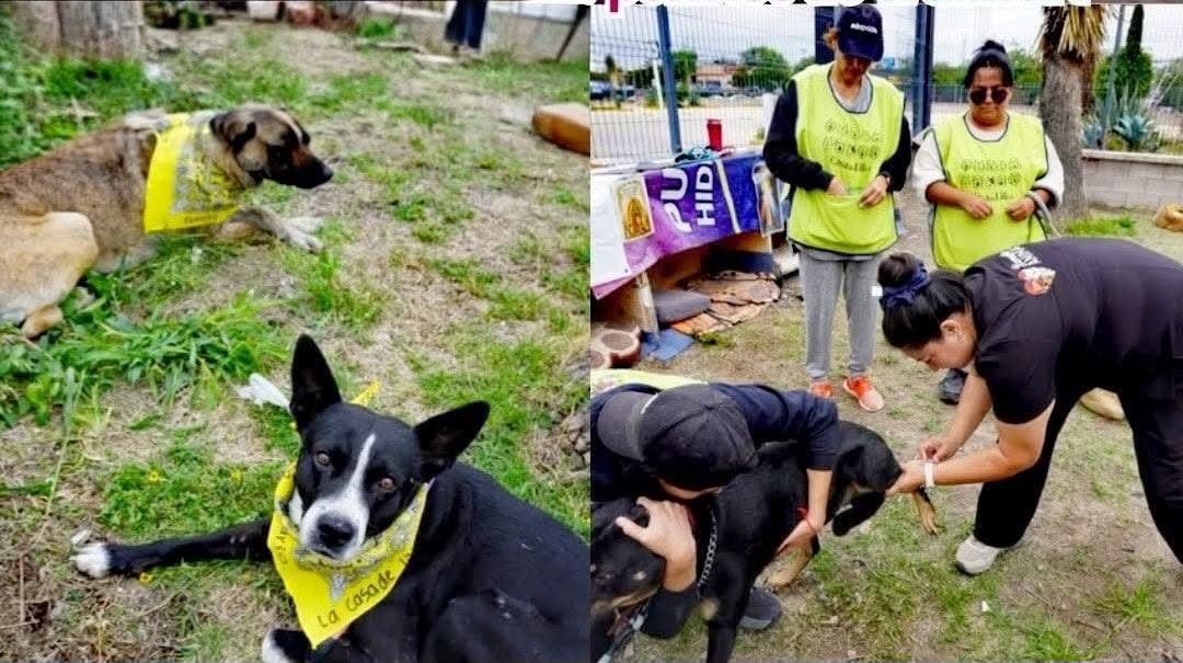 Gobierno municipla brinda más de 170 atenciones Bienestar Animal en una semana