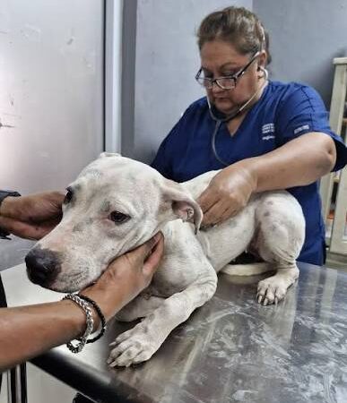 Congreso avala reforma por el bienestar animal
