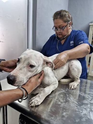 Congreso avala reforma por el bienestar animal