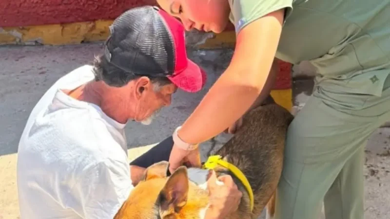 Gobierno Municipal vacuna y desparasita 170 perros y gatos jornadas de Bienestar Animal